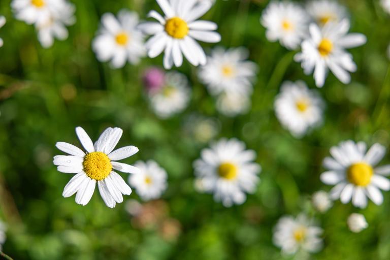 Dokumentation Biodiversität