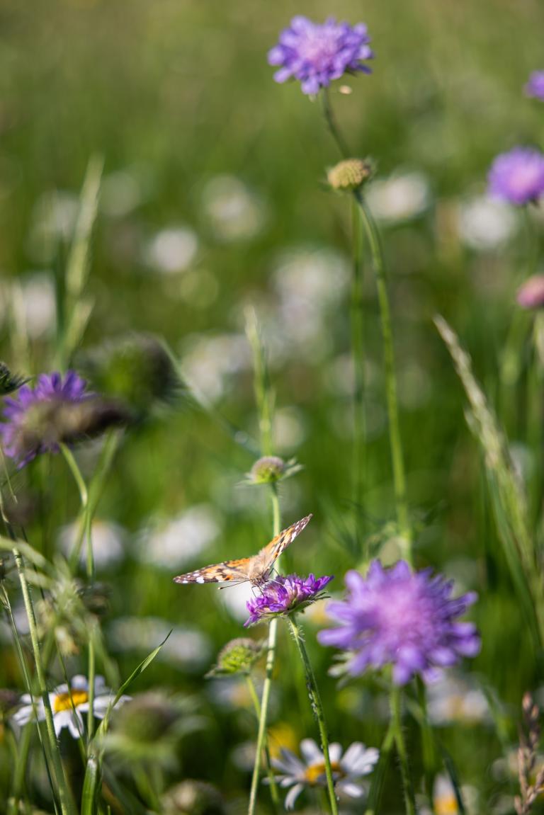 Dokumentation Biodiversität