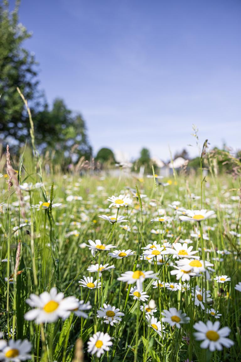 Dokumentation Biodiversität